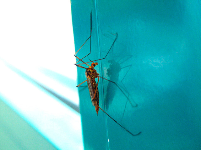 naturalne sposoby na komary