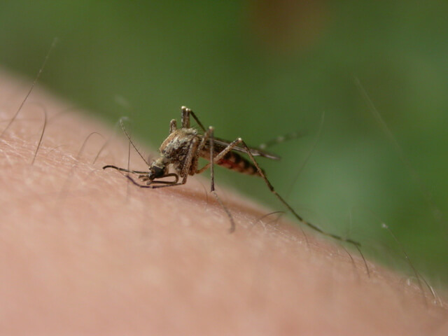 Jak odstraszyć komary –  domowe sposoby