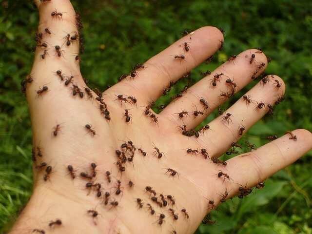 domowy sposób na mrówki