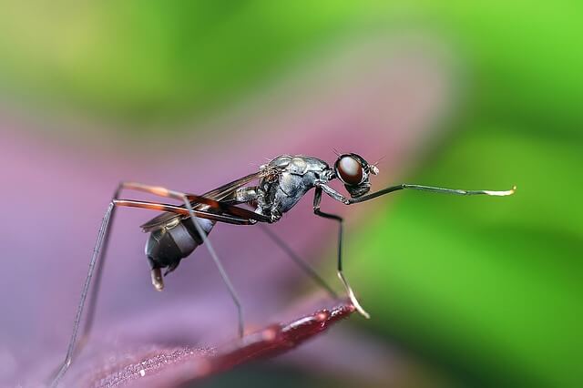 naturalne sposoby na mrówki